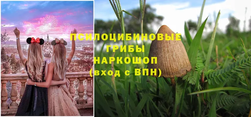 Галлюциногенные грибы Psilocybine cubensis  Уяр 